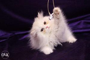 Persian cat kitten white and bi colour avalable