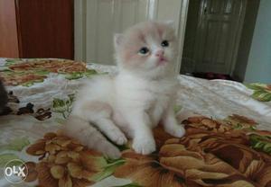 Persian cat kittens available