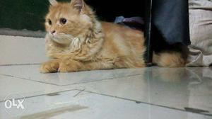 Persian cat male and female 9 months
