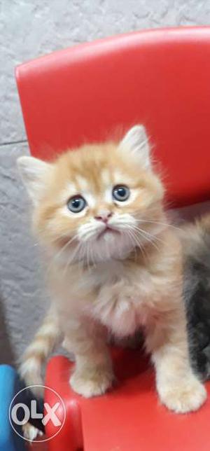 Persian cat male kitten available