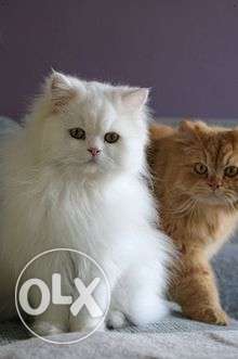 Persian cat nd kittens for sale I hav a WHITE