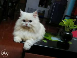 Persian cats available now we have kittens also