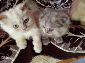 Persian cats for sale each price ...