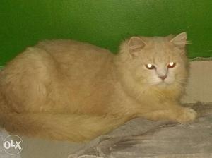 Persian cats male and female 9 months old potty