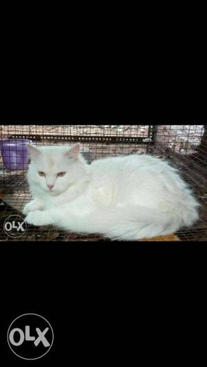 Persian male cat for crossing pure and heavy breed