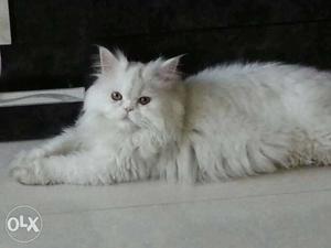 Persian male kitty available. 6Months old.Awesome