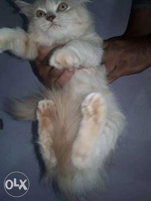 Persian pure breed kitten