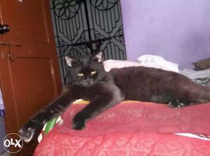 Persin cat male 11 manth piyour persin