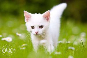 Prisen Cat white colour blue eyes