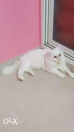 Punch face male 100%pure Persian 11month fully