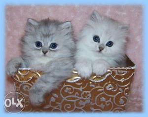 Punch face persian cat for sell