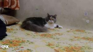 Punch faced female calico persian cat..2 yrs old