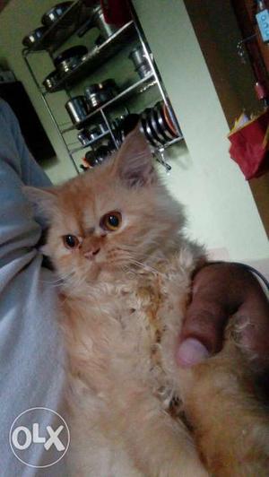 Punched face Persian male cat for Mating not for sale