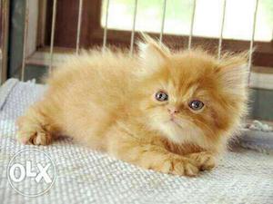 Pure Long Fur Persian cat kitten lovely colors sale or