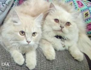 Pure Persian 4 month male cat sell
