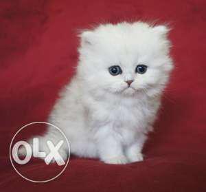Pure Persian Cat Kittens at reasonable price