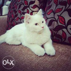 Pure Persian cat 8Months male