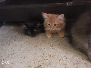 Pure bred persian kittens for sale