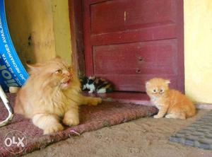 Pure breed high quality percian cat kittens 2 male 2