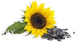 Pure gavran sunflower seeds for all kinds of birds