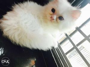 Pure persian 2 months male kitten for sale only genuine