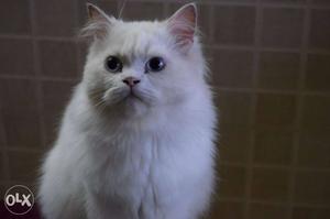 Pure persian cat with blue eyes 1 yer old contact