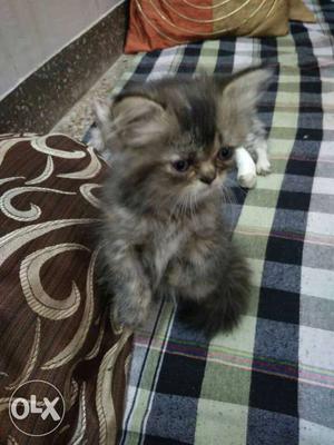 Pure persian kitten female 2 months old