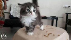 Pure pertion kittens healthy and fury taby ash