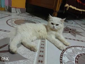 Pure white parsion cat very friendly