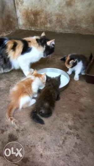 Quality Persian kittens for sale in erode