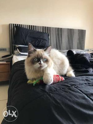 Ragdoll imported bloodline potty trained