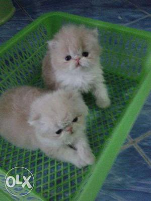 Sale cute baby persian cats kitten sale all lovely colors