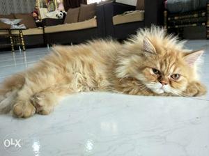 Semi punch imported breed Persian cat.