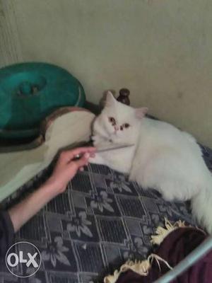 Semi-punched white original Persian female only