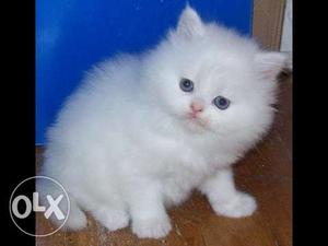 Semipunch persian cat with thick furr, trained