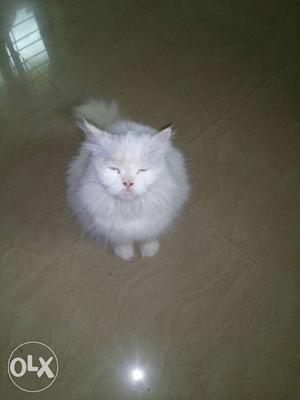She is 15 months old, odd eyes Persian she is