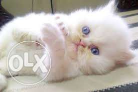 So Very Beautiful Persian cat and kitten for sale.in surat