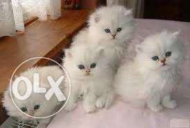 So beautiful so nice Persian Kitten and cat for sale.in