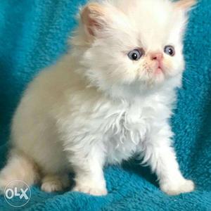 So nice Persian kittens low price for sale in