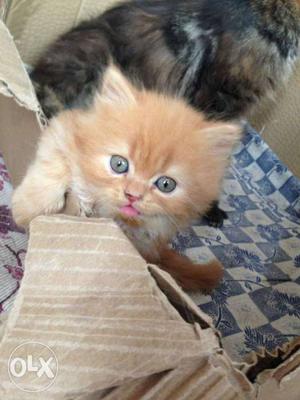 Traind healthy long fur cute baby persian cats kitten sale