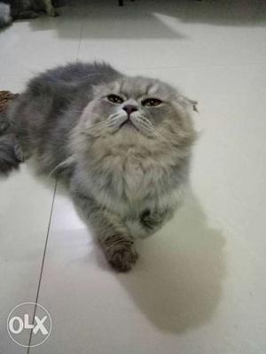 Triple coat grey persian male cat 14 months old.