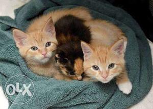 Two Orange Tabby And Calico Kittens