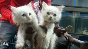 Two Short-coated White Kittens