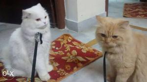 Two White And Orange Persian Cats