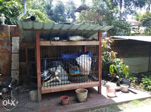 Urgent sale cage complete wood furnished