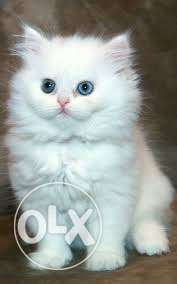 Very beautiful persion kitten for sale in delhi
