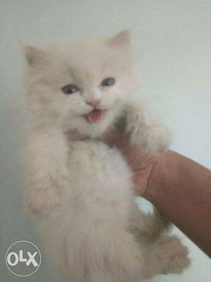 Very beautifull Persian kitten for sale in