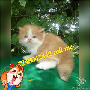 Very cute persion kitten for sale in Jaipur