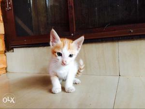 White And Orange Kitten tabby