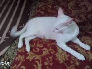 White Cat In Hyderabad